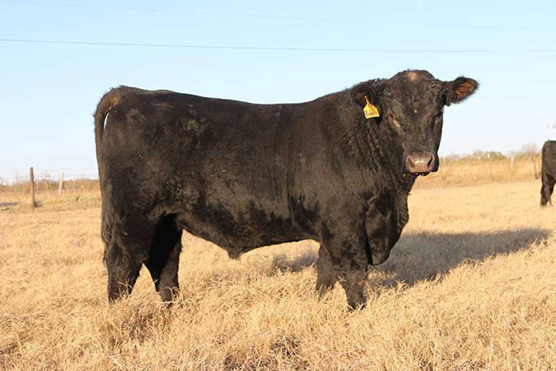 Bulls For Sale San Antonio | BrehmFarms.com