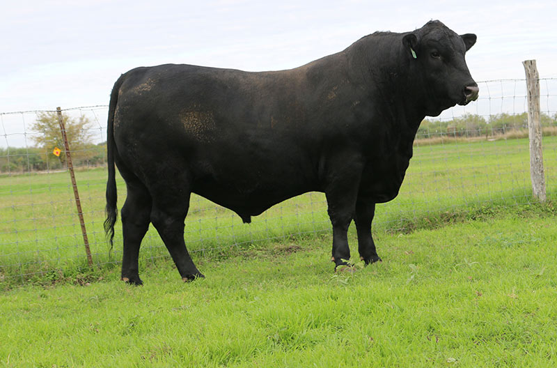 photo of a bull